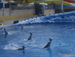 Aqualand - Bild 43