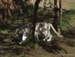 Jungle_Park - Bild 18