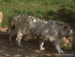 Jungle_Park - Bild 20