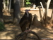 Jungle_Park - Bild 26