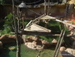 Jungle_Park - Bild 66