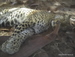 Jungle_Park - Bild 92
