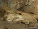 Jungle_Park - Bild 94