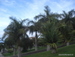 Los_Realejos - Bild 25