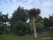 Los_Realejos - Bild 26