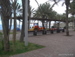 Playa_de_las_Americas - Bild 55