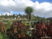 Siam_Park - Bild 113