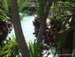 Siam_Park - Bild 37