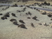 Teide_Nationalpark - Bild 64